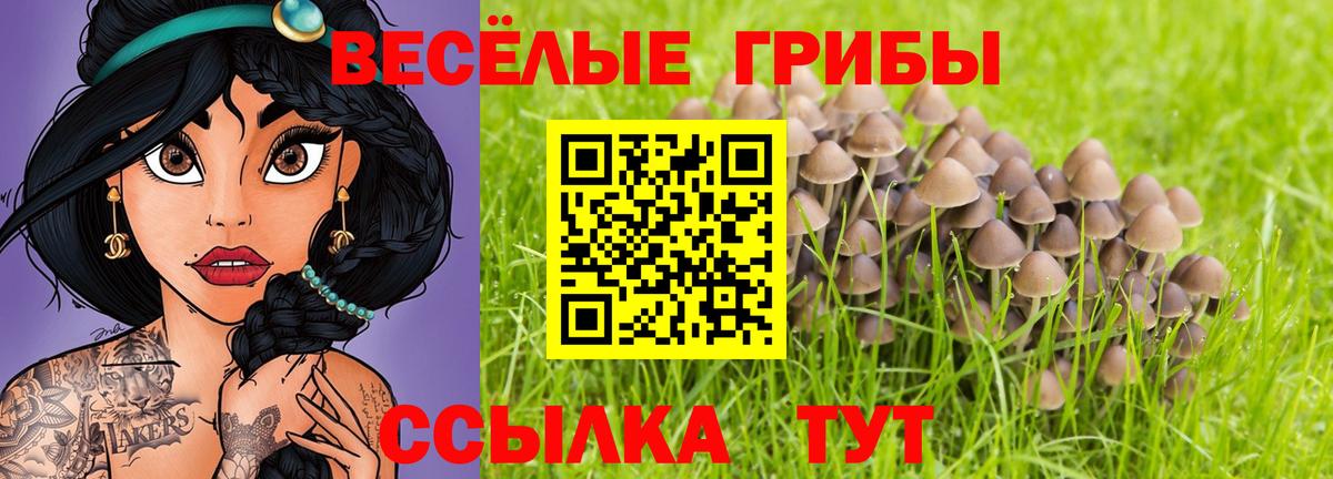 Галлюциногенные грибы Psilocybe Красноармейск
